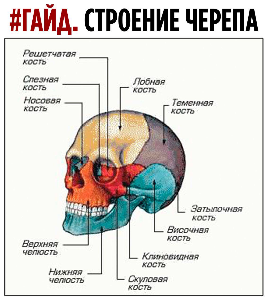 Скелет головы человека анатомия